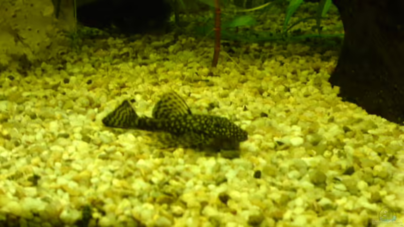 Mein kleiner Antennenwels Jack von Frank Kolesza (12)