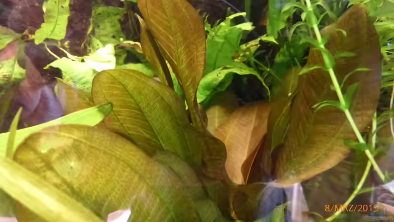 mein ´Kleiner Bär´ von Blackwater (11)