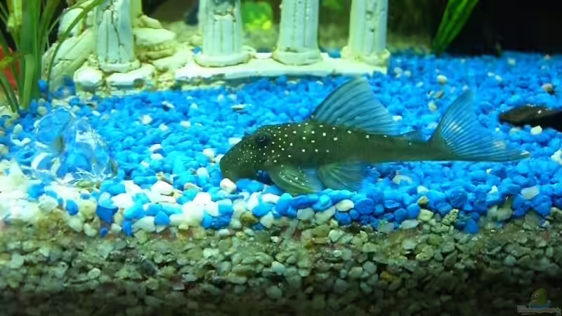 Mein kleiner blauer Freund  von David Will (4)