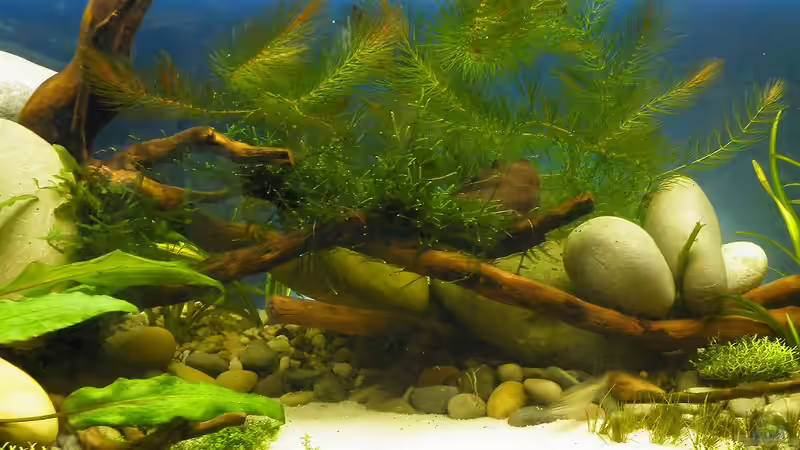 Mein kleiner Fluss :-D - 10.07.2011 von bergfrau (45)