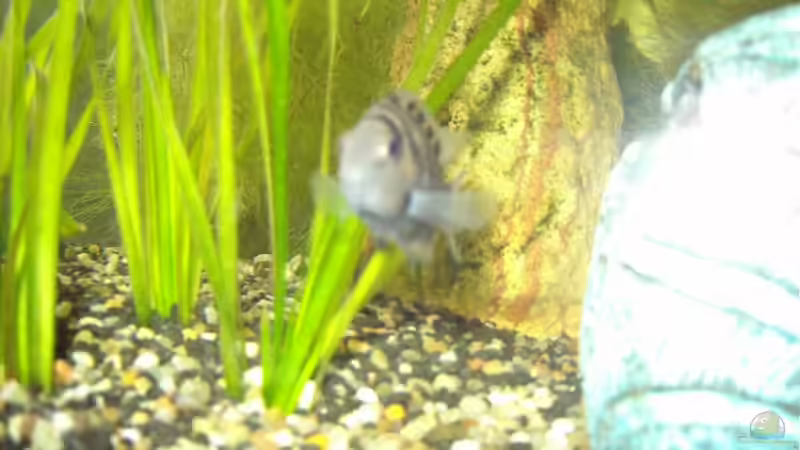 mein kleiner herr von Steffi Reeh (6)