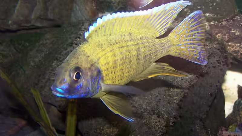 mein kleiner liebling von Maik (40)