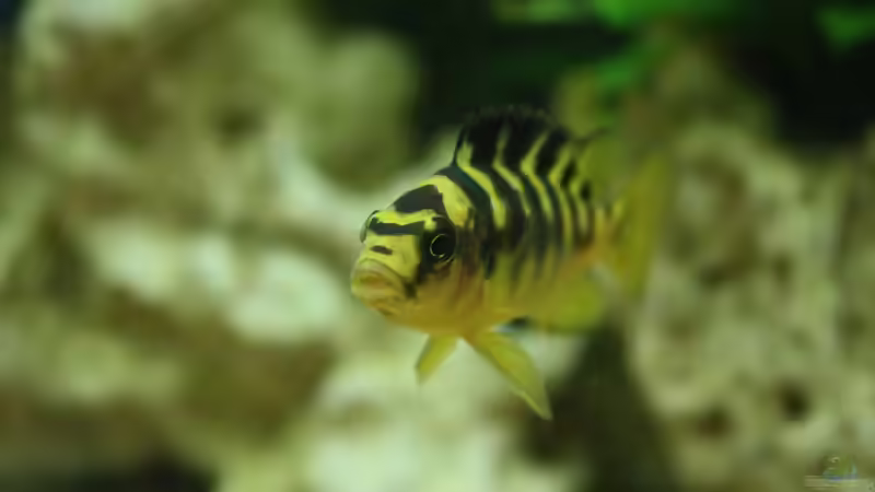 Mein Kleiner noch ganz klein von Flora15 (1)