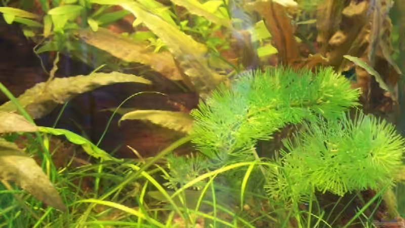 mein kleiner Urwald von Anja Hermes (3)