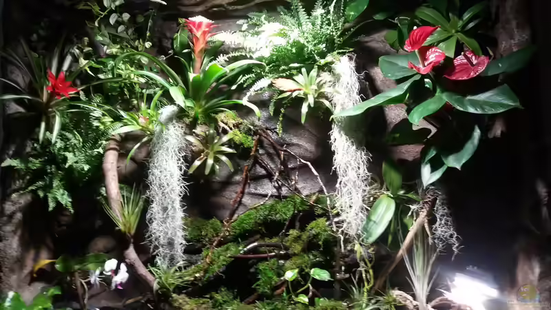 mein kleiner Urwald von Sebastian Müller (11)