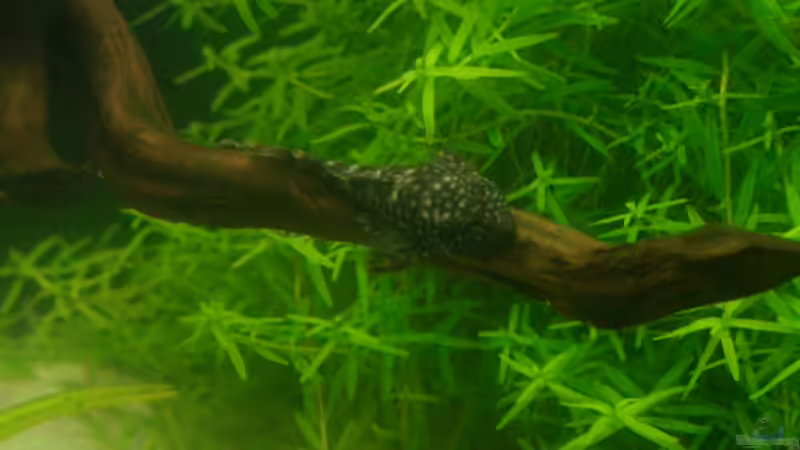 mein kleiner wels von Marmax (31)