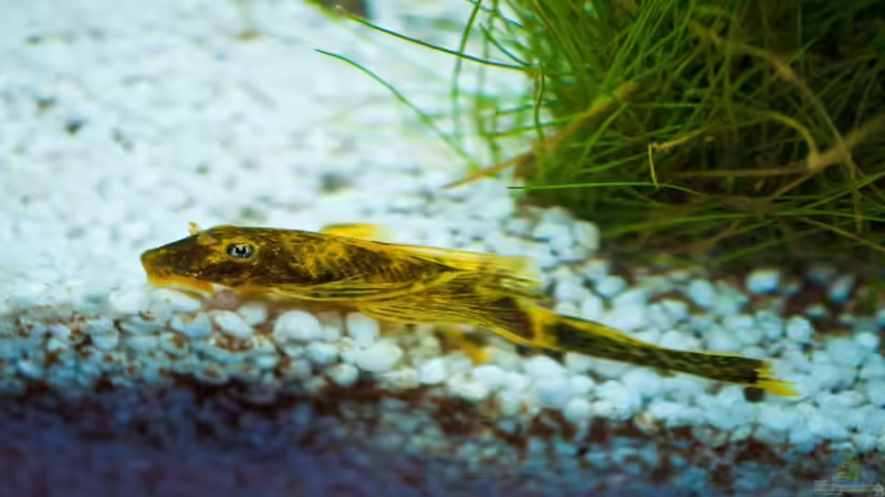 Mein kleiner Wels vor 6 Monaten von JustTheD (5)