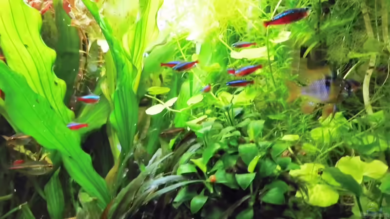 mein kleines Amazonas Becken von odin 68 (203)