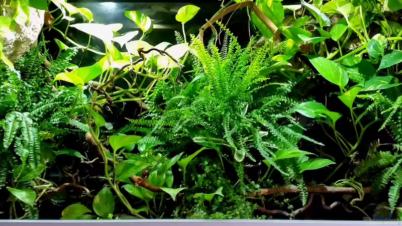 ~Mein-kleines-Diskus-Paludarium~ 29.04.16 von ~Marco~ (1)