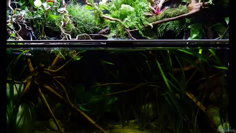 ~Mein-kleines-Diskus-Paludarium~ am 10.08.15 von ~Marco~ (13)