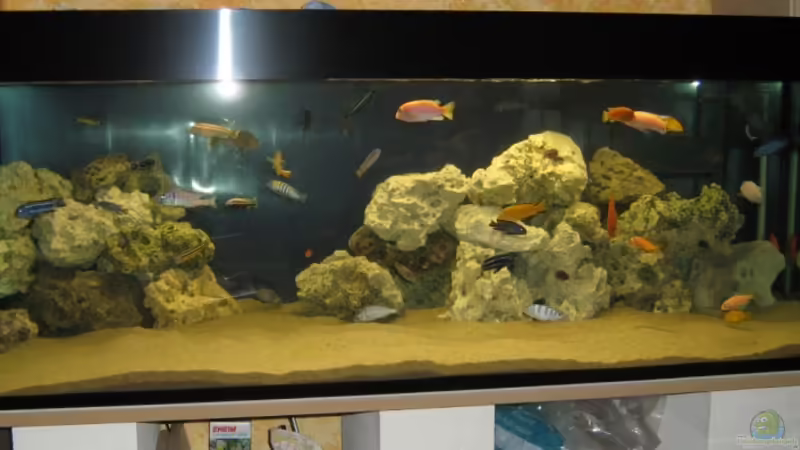 Mein kleines Malawi Biotop :-) von Thorsten Witting (1)