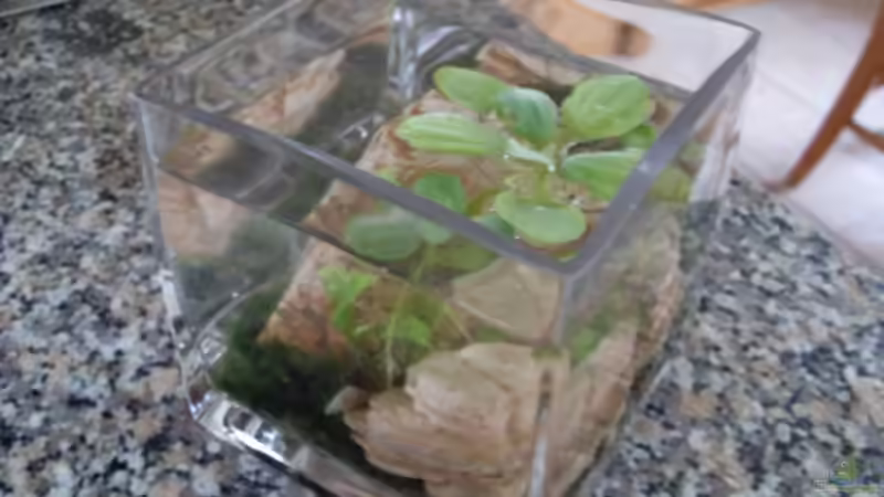 mein kleines Nano-Nano neben dem Buddhas Garten  von Mats (10)