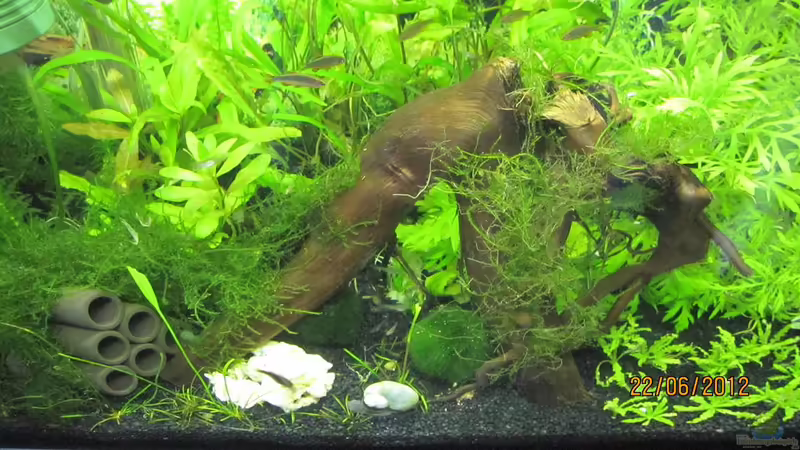 mein kleines Reich von Wasserfloh*1 (1)