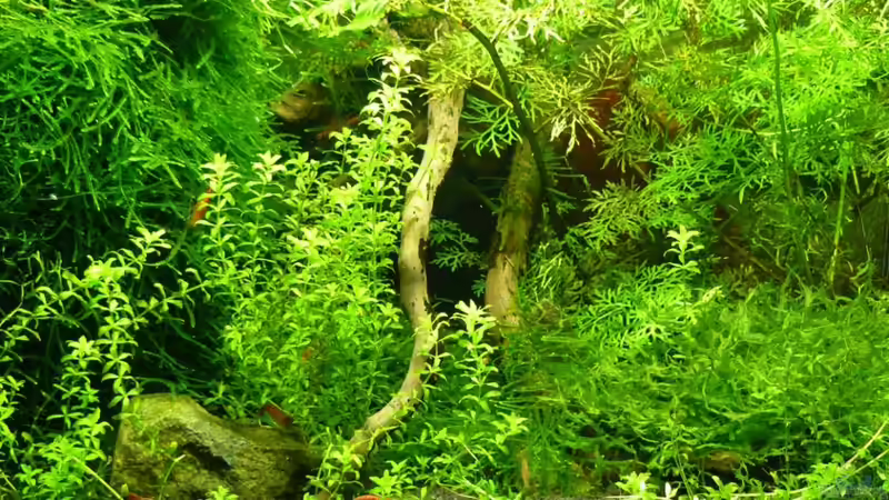 Mein kleines Schwarzes von A. G. (1)