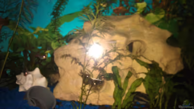 mein kleines von Axo (1)