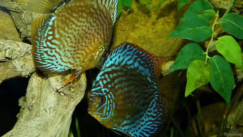 mein kleinstes Pärchen beim Gelege Juli/14 von ~Marco~ (74)