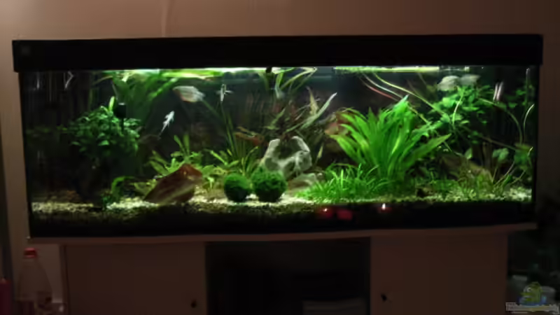 Mein Kletterfischbecken mit Klettermöglichkeiten von Oliver Czaika (1)