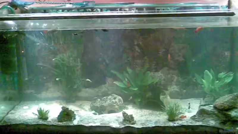 Mein komplettes Becken, ohne Aufzugsbecken!