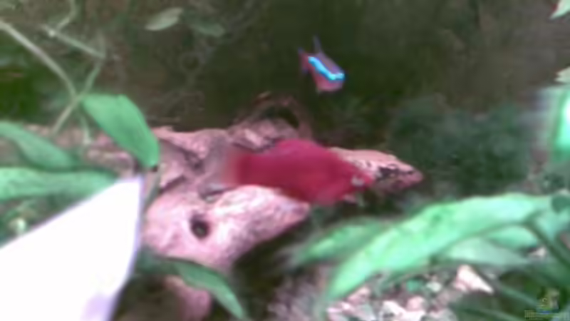 Mein Korallenplaty  von Christina Betz (16)