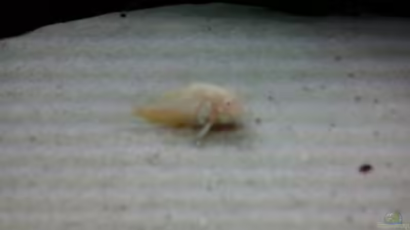 mein kranker cory von Jody Wynn (28)