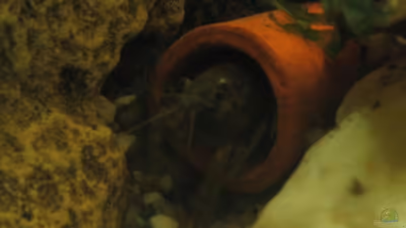 Mein Krebsweibchen bewacht den Eingang von Christian Trommer (25)