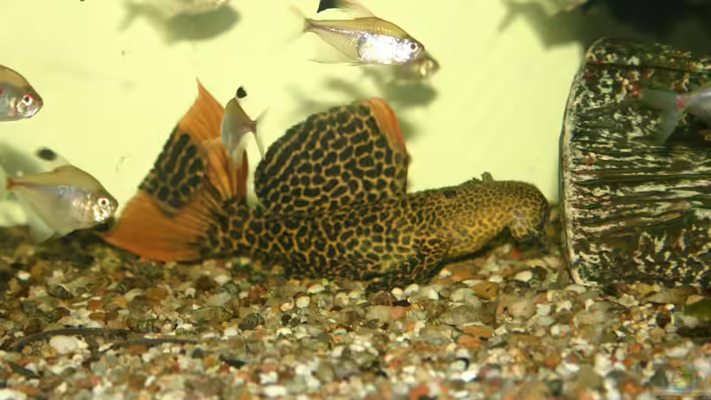 mein L 114 vor seinem Umzug ins neue Becken von aus-Berlin (6)