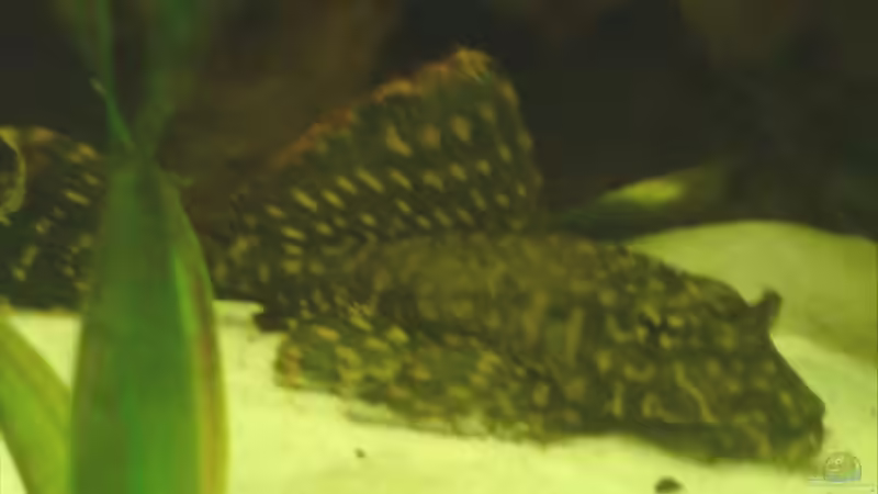 Mein L1 von Sturisoma (3)