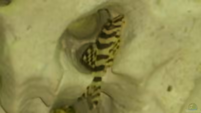 mein L134 von tizieline (4)