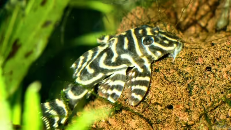 Mein ´L340´ von Jürgen Bolz (6)