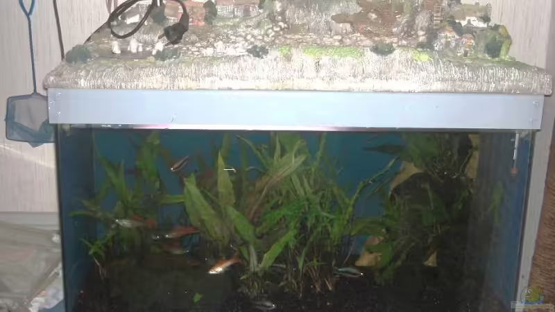 Mein Landschaftsaquarium von DerNürnberger (1)