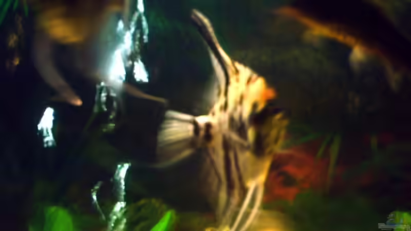 Mein Liebling ;-) von Sascha.L (16)