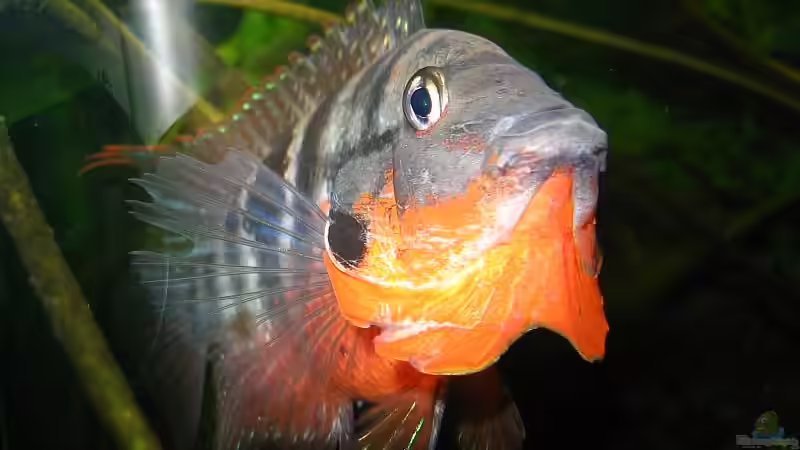 Mein Liebling...´Der Dicke´ von Claudia Müller (10)