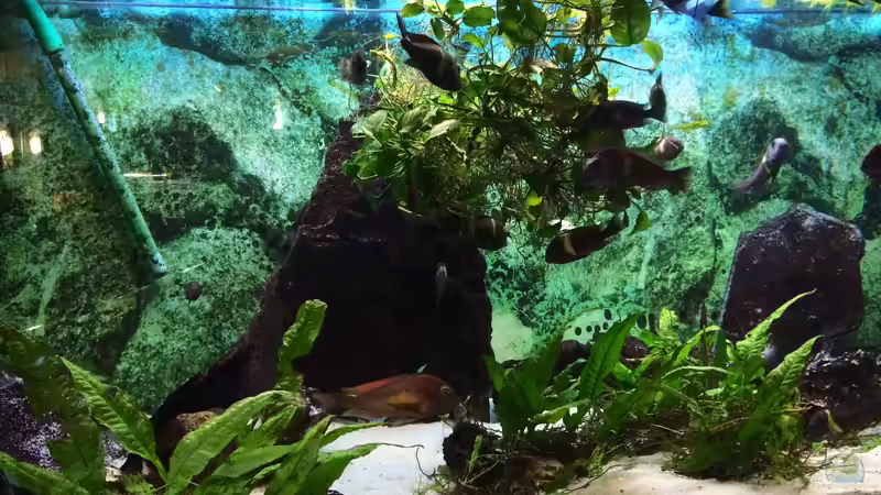 Mein ´Liebling´ - der Red Rainbow-Mann ist das größte Tier im Becken... von Helga Kury (2)