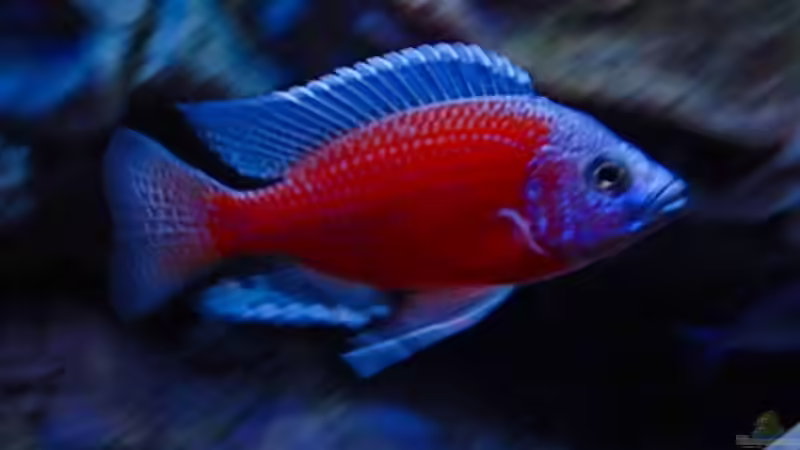 Mein Liebling Der Kadango von Frank Hopp (74)