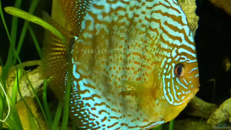 mein Liebling Juli/14 von ~Marco~ (75)