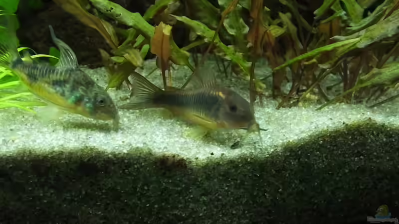 Mein Lieblinge - Panzerwelse von Oberoesterreicher (40)