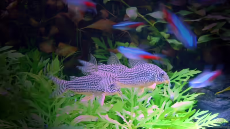 mein Lieblingsbild ein wenig Farblich verändert (was soll ich sagen ich liebe meine Corys) von Nico (60)
