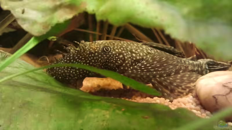 Mein liebstes ´Fotomodell´ (der einzige der wirklich stillhält) von Zebraschecke (39)