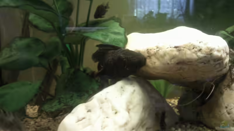 Mein ??ltester erkundet den neuen Steinaufbau,gefällt ihm gut von mikael38 (41)