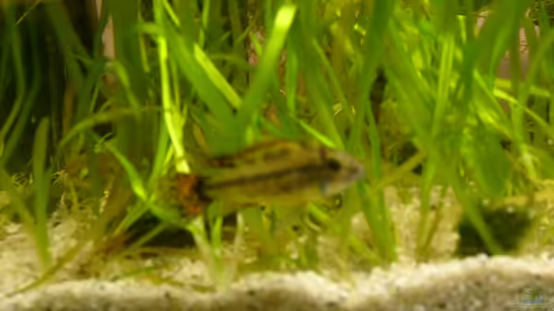 Mein Männchen von Vanessa Hansen (14)