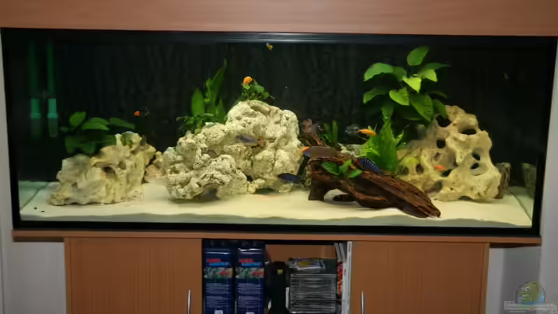 Mein Malawi - Tanganjika Tank von Big-Brother (1)