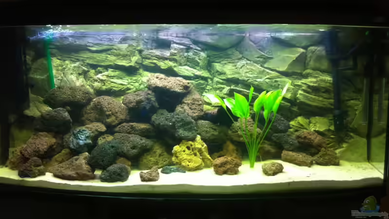 Mein Malawi Becken 240 Liter von Patrick S. (1)