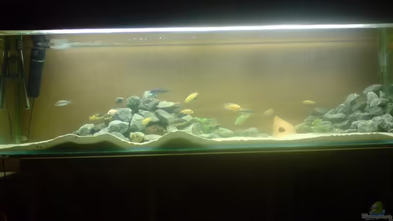 mein malawi becken von Ron Tscherner (1)