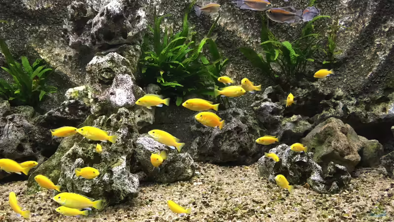 Mein Malawi-Schaubecken (Afrika) von Aquaman (10)