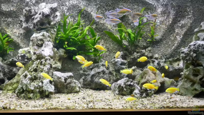 Mein Malawi-Schaubecken (Afrika) von Aquaman (11)