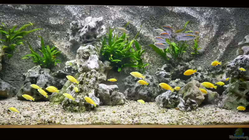 Mein Malawi-Schaubecken (Afrika) von Aquaman (13)