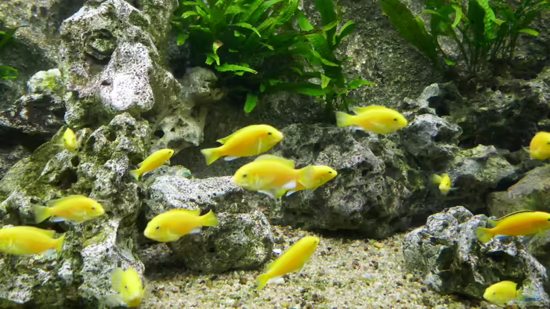 Mein Malawi-Schaubecken (Afrika) von Aquaman (14)