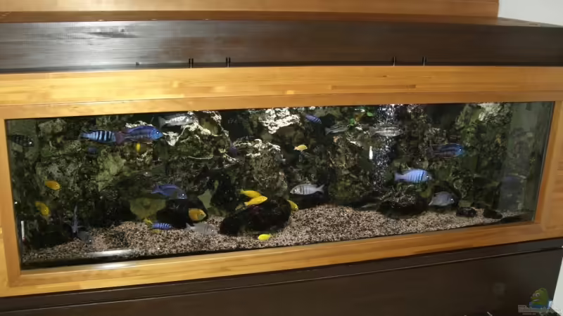 Mein Malawi-Schaubecken von Aquaman (2)