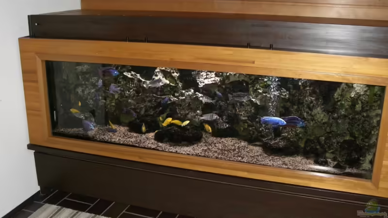 Mein Malawi-Schaubecken von Aquaman (3)