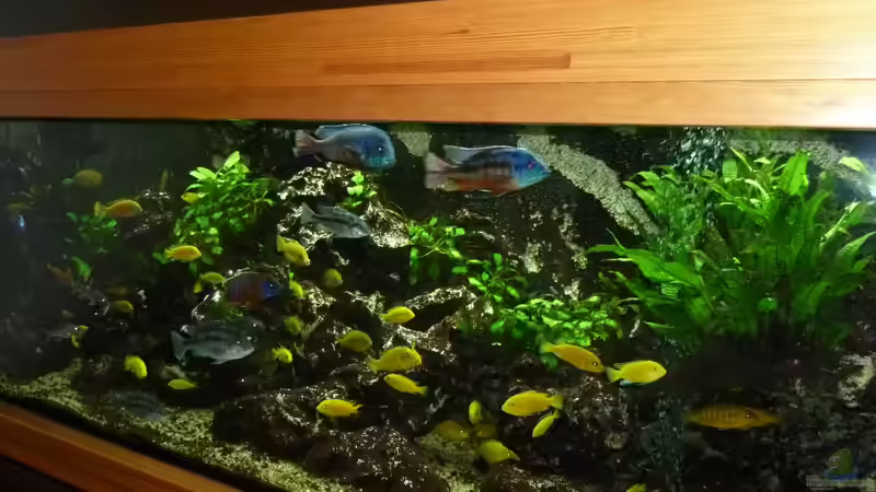 Mein Malawi-Schaubecken von Aquaman (5)